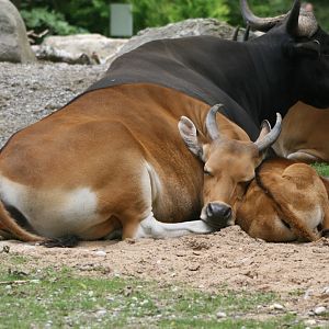 Banteng Family