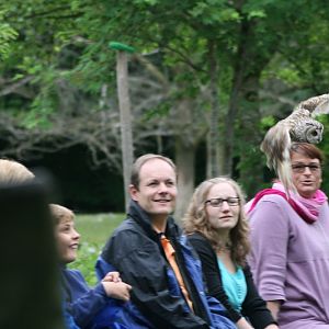 Long-eared Owl in Flight