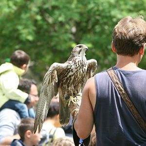 Saker Falcon