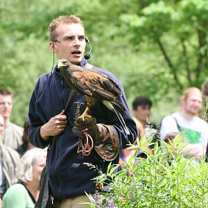 Falconry Show Commentator with Harris Hawk