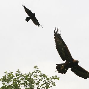 Crow Mobbing Golden Eagle