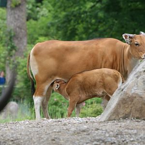 Bateng Calf Suckling