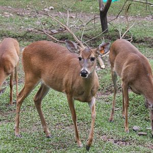 Bioparque Los Ocarros, Villavicencio, Colombia