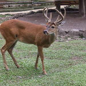 Bioparque Los Ocarros, Villavicencio, Colombia