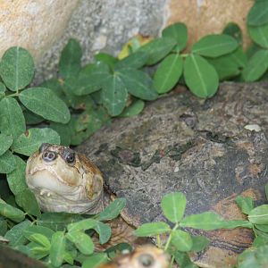 Bioparque Los Ocarros, Villavicencio, Colombia