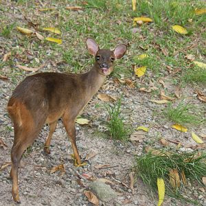 Bioparque Los Ocarros, Villavicencio, Colombia