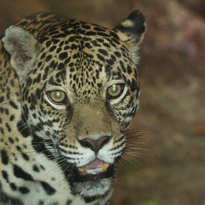 Bioparque Los Ocarros, Villavicencio, Colombia