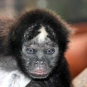 Bioparque Los Ocarros, Villavicencio, Colombia