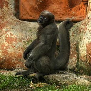 Bioparque Los Ocarros, Villavicencio, Colombia