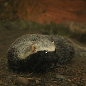 Bioparque Los Ocarros, Villavicencio, Colombia