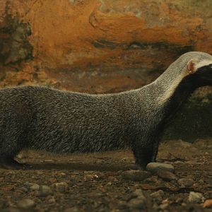Bioparque Los Ocarros, Villavicencio, Colombia