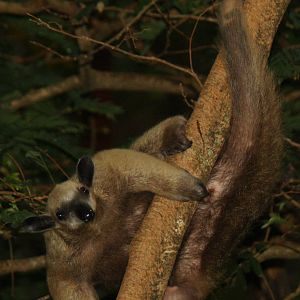 Bioparque Los Ocarros, Villavicencio, Colombia