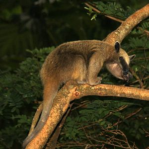 Bioparque Los Ocarros, Villavicencio, Colombia