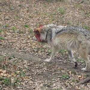 2010- Mexican Wolf Dominance Struggle