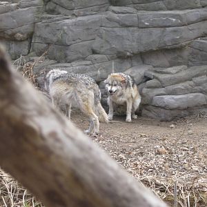 2010- Mexican Wolf Dominance Struggle