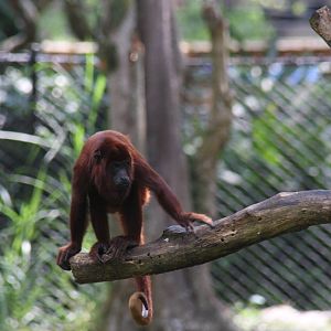 Zoologico de Cali 2012