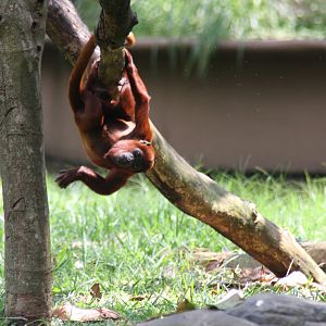 Zoologico de Cali 2012