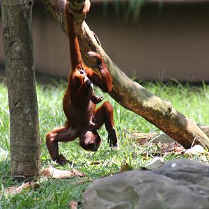 Zoologico de Cali 2012
