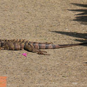 Zoologico de Cali 2012