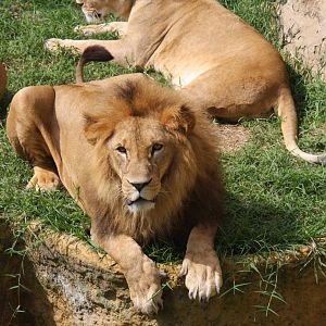 Zoologico de Cali 2012