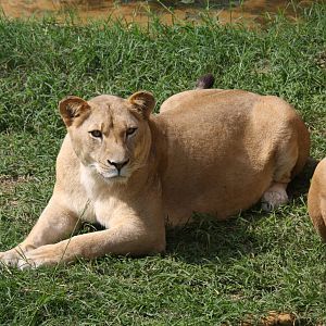 Zoologico de Cali 2012
