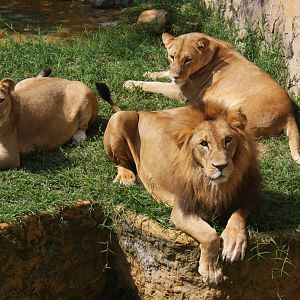 Zoologico de Cali 2012