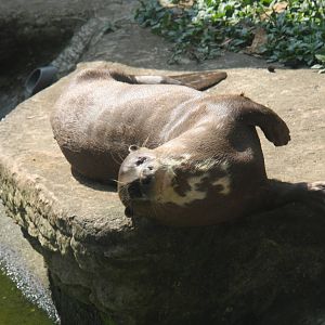 Zoologico de Cali 2012
