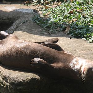 Zoologico de Cali 2012