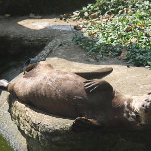 Zoologico de Cali 2012