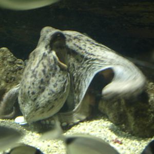 Octopus in the Mediterranean tank
