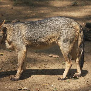 Zoologico de Cali 2012