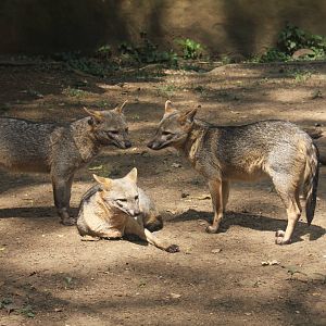 Zoologico de Cali 2012