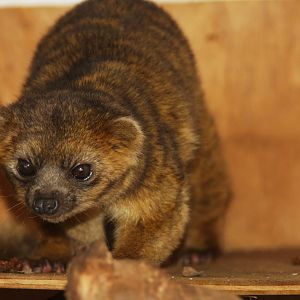 Zoologico de Cali 2012