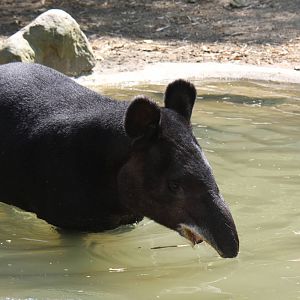 Zoologico de Cali 2012