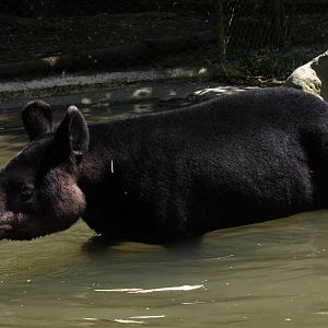 Zoologico de Cali 2012