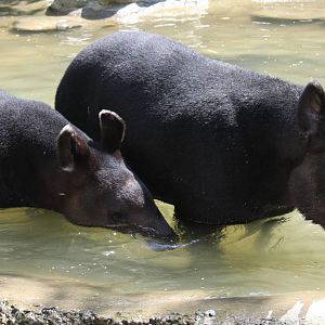 Zoologico de Cali 2012