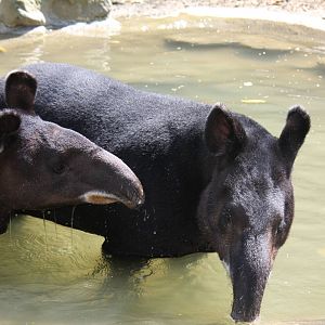 Zoologico de Cali 2012