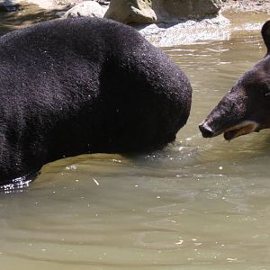 Zoologico de Cali 2012