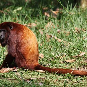 Zoologico de Cali 2012