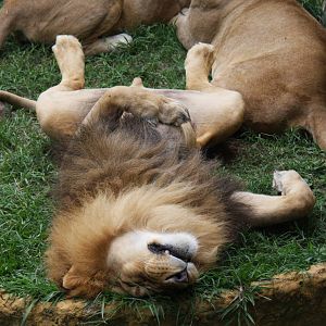 Zoologico de Cali 2012