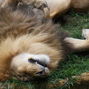 Zoologico de Cali 2012