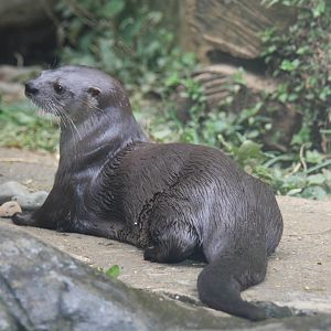 Zoologico de Cali 2012