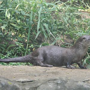 Zoologico de Cali 2012