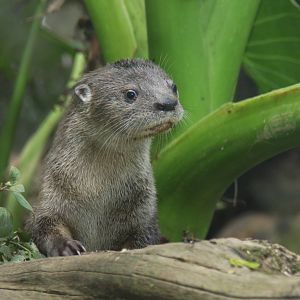 Zoologico de Cali 2012