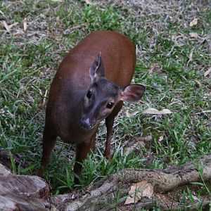 Zoologico de Cali 2012