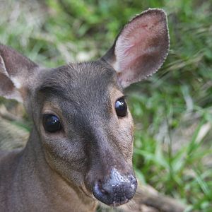 Zoologico de Cali 2012