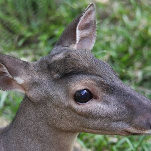 Zoologico de Cali 2012