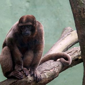 Zoologico de Cali 2012