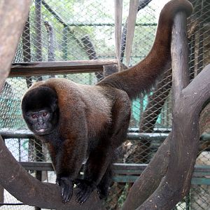 Zoologico de Cali 2012