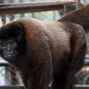 Zoologico de Cali 2012